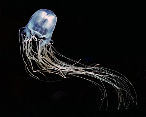 Possible Cure for Deadliest Jellyfish Sting Discovered | Live Science