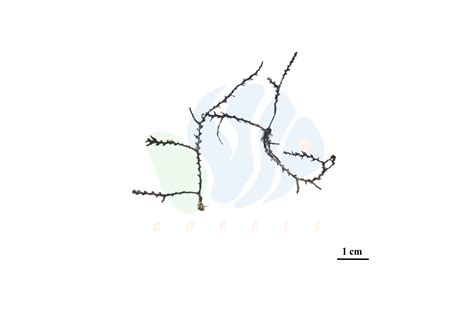 Marine Repository Hub