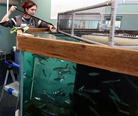 New octopus at Poulsbo aquarium brings excitement, fundraising events