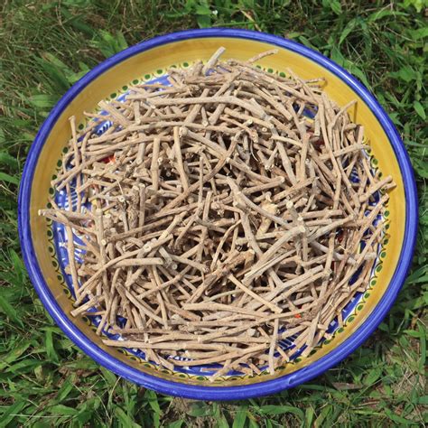 African Dream Root - Silene Capensis | The Dream Joints