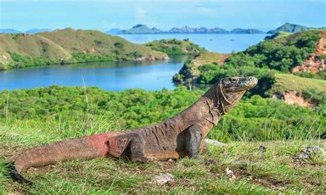 wisata komodo bus