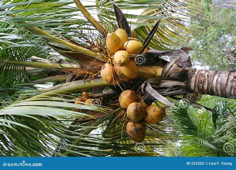 Where Do Coconuts Grow
