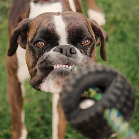 How to understand dog body language - DogZone Australia