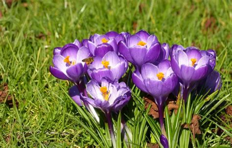 Wallpaper bee, meadow, crocuses for mobile and desktop, section цветы ...