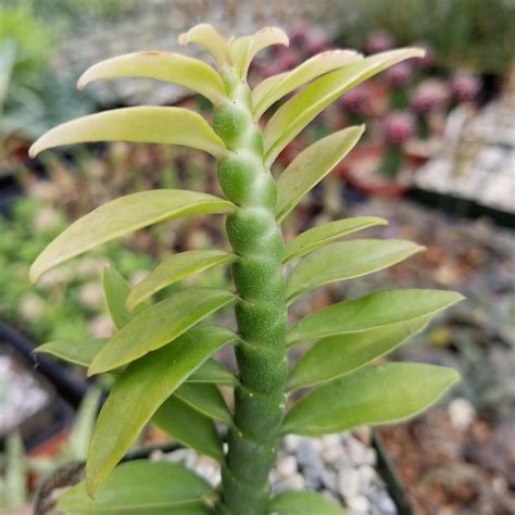 Shop 'Devils Backbone Plant - Euphorbia tithymaloides' Care & Info ...