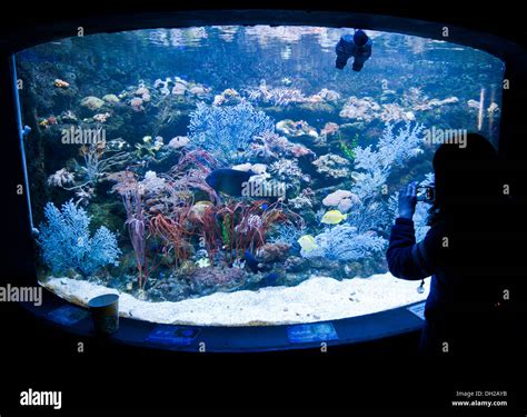 large fish tank in Beijing Gongti Richina Underwater World also called ...