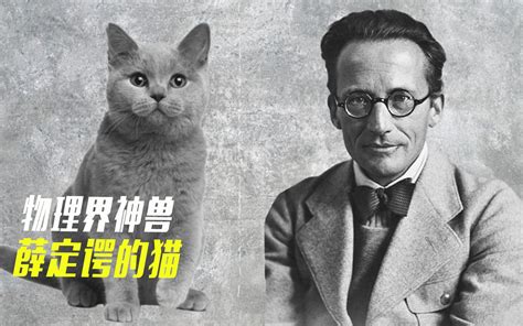 著名思想实验薛定谔的猫，到底蕴含怎样的道理，又能解释什么呢？_哔哩哔哩_bilibili