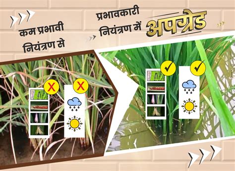 Incipio/Hindi_2024 | Syngenta