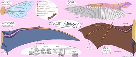 Bat Wing Muscle Anatomy