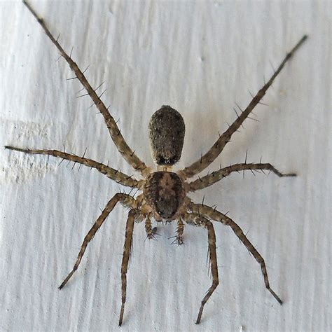 About Thinlegged Wolf Spider - Maryland Biodiversity Project