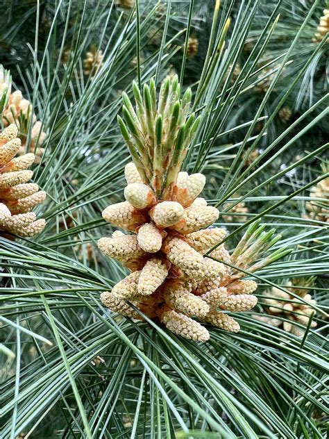 Male Pine Cone