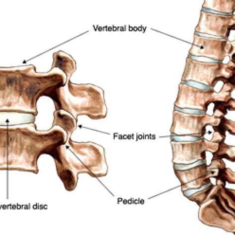 Facet Joint Vertebrae Anatomy at Skye Kingsley blog