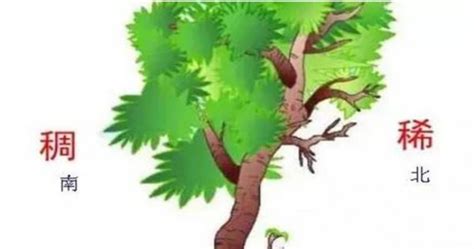怎么移植大树，保证成活率高？图文介绍「中木商网」养护_