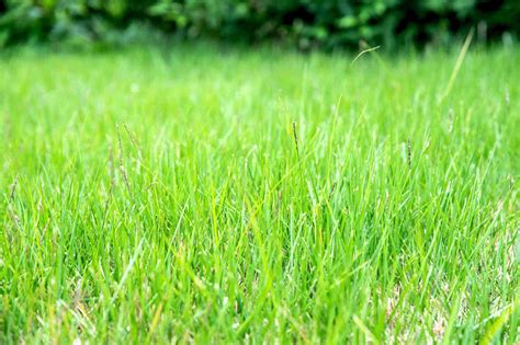 When Is The Best Time To Plant Zoysia Grass Seed | Storables - when is best time to seed lawn