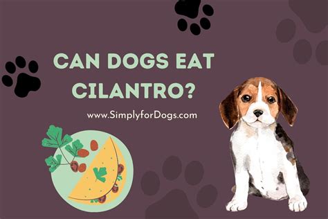 Can Dogs Eat Cilantro? - (Yes, But...) Simply For Dogs