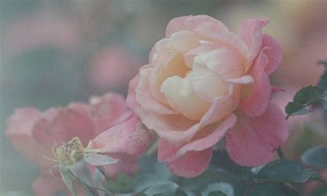 download – A Rose is a Rose is a Rose