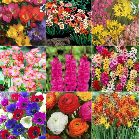 Bulbs That Flower All Summer Long at Annabelle Raggatt blog