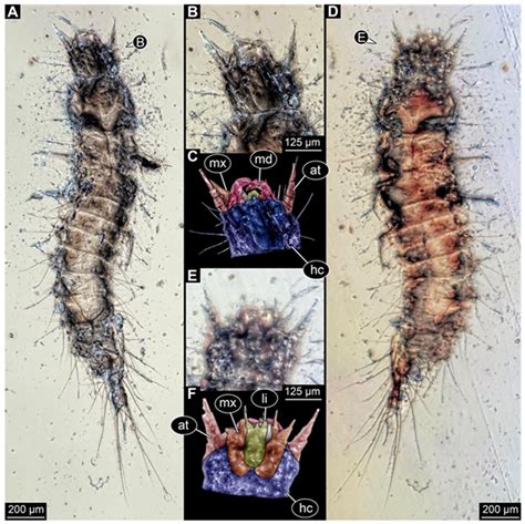 Another Type of Beetle Larva of Elateridae from Kachin Amber: A Hairy ...