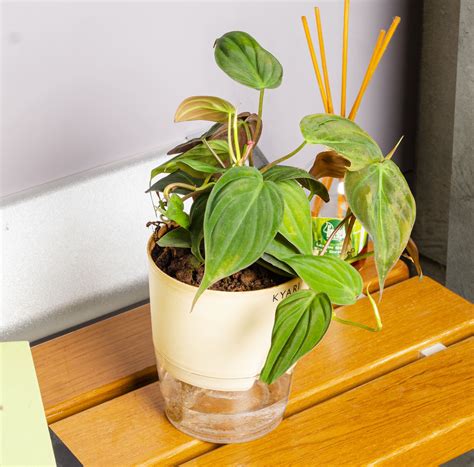 Explore the Top 7 Air Purifying Indoor Plants With Kyari – Kyari.co
