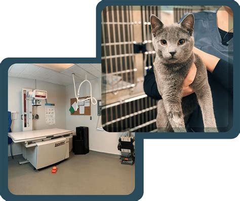Diagnostic | Bloomsburg Vet Hospital