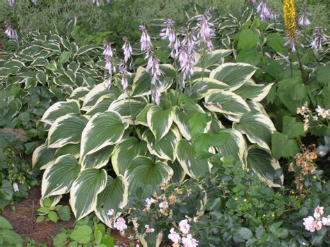 Flowers To Plant With Hostas at Larry Swider blog