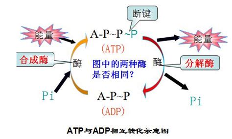 atp为生命活动什么提供能量atp为什么是最合适的能量载体2022已更新