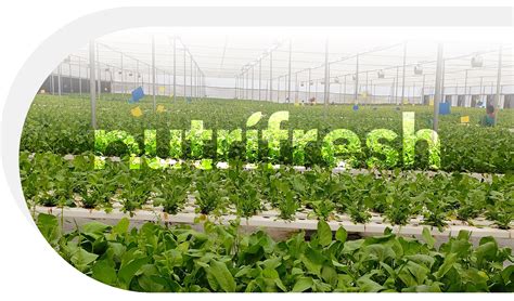 Nutrifresh | Agriculture Company