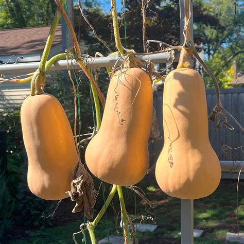 Growing butternut squash on a trellis - Ask the Food Geek