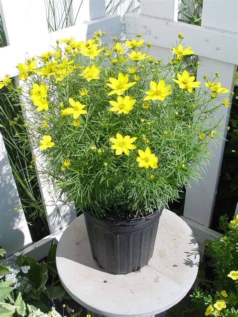 Coreposis Perennial In Pots How To Plant And Grow Coreopsis