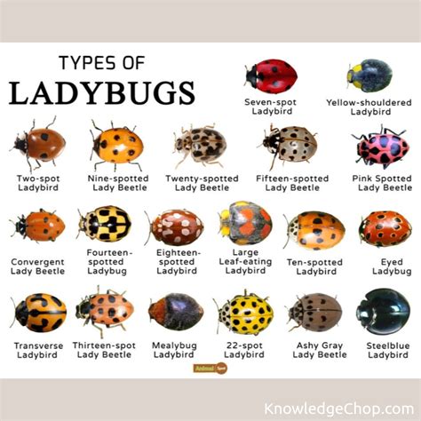 Ladybugs | 🥷 Knowledge Ninja