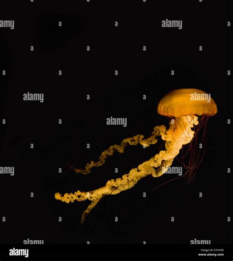 Black sea nettle jellyfish chrysaora hi-res stock photography and ...