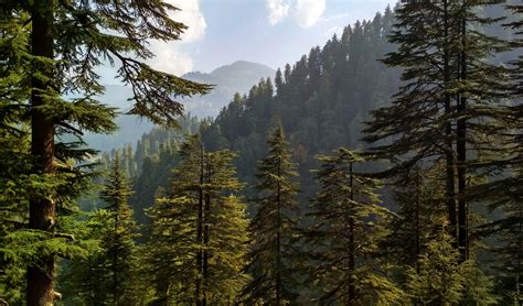Manali Kasol Jibhi with Chalal and Kheerganga Trek - Book Now @ Rs.2500 ...
