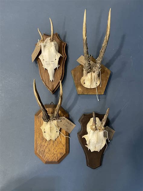 A Range of Vintage Horns/14A | Victoria Mill Antiques