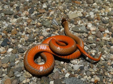 A northern red bellied snake, Storeria occipitomaculata ...