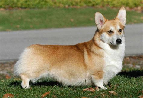 Dogs with Long Ears – Petsworld