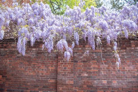 How to Identify and Remove Chinese Wisteria