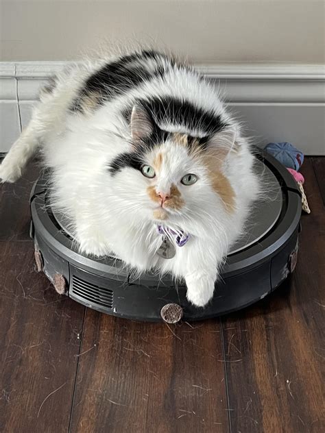 My cat likes to sleep on the roomba and turns it on randomly through ...