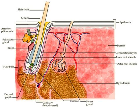 Caffeine as an Active Molecule in Cosmetic Products for Hair Loss: Its ...