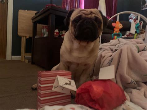 Happy National Pug Day to Maggie the WonderPug! (TM) : r/pugs