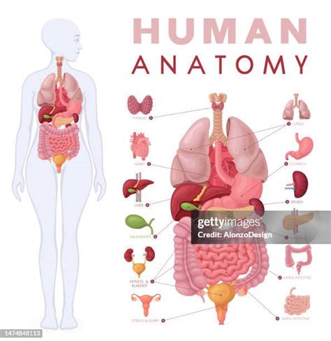 Biology About Human Body 的图像结果