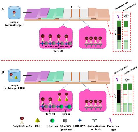 A Polydopamine-Coated Gold Nanoparticles Quenching Quantum Dots-Based ...