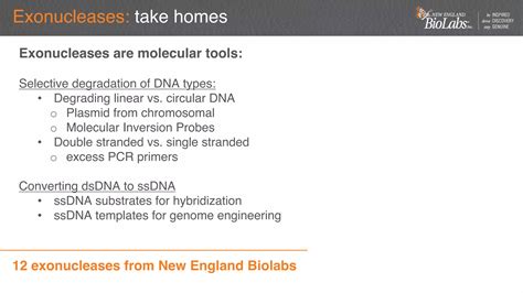 Exonucleases & endonucleases as molecular tools | PDF