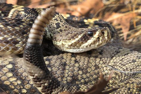 Eastern Diamondback Rattlesnake Range