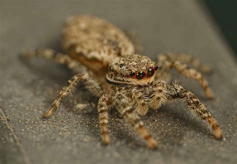 What Are The Smallest Spiders In The World at Amy Marcum blog
