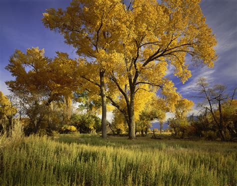Ten Popular Poplar Trees