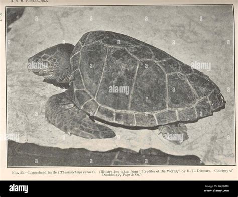Loggerhead Turtle Migration Patterns 的图像结果