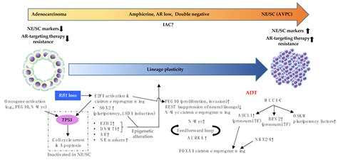 Delineating the Molecular Events Underlying Development of Prostate ...