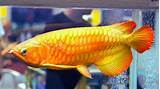 The Ultimate Guide to Arowana Fish Food: Best Choices for a Healthy and ...