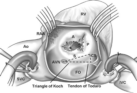 The Tricuspid Valve | Circulation
