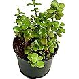 Growing Plants Original Green Jade Crassula Lucky Bonsai Feng Shui ...